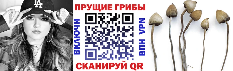 OMG сайт  Тбилисская  Галлюциногенные грибы MAGIC MUSHROOMS  наркотики 